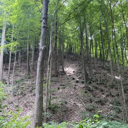 Mitchell Hill Trail