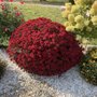 Mayorga Landscaping