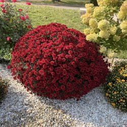 Mayorga Landscaping