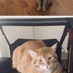 Purrsnikitty Cat Boarding Kennel - John-John