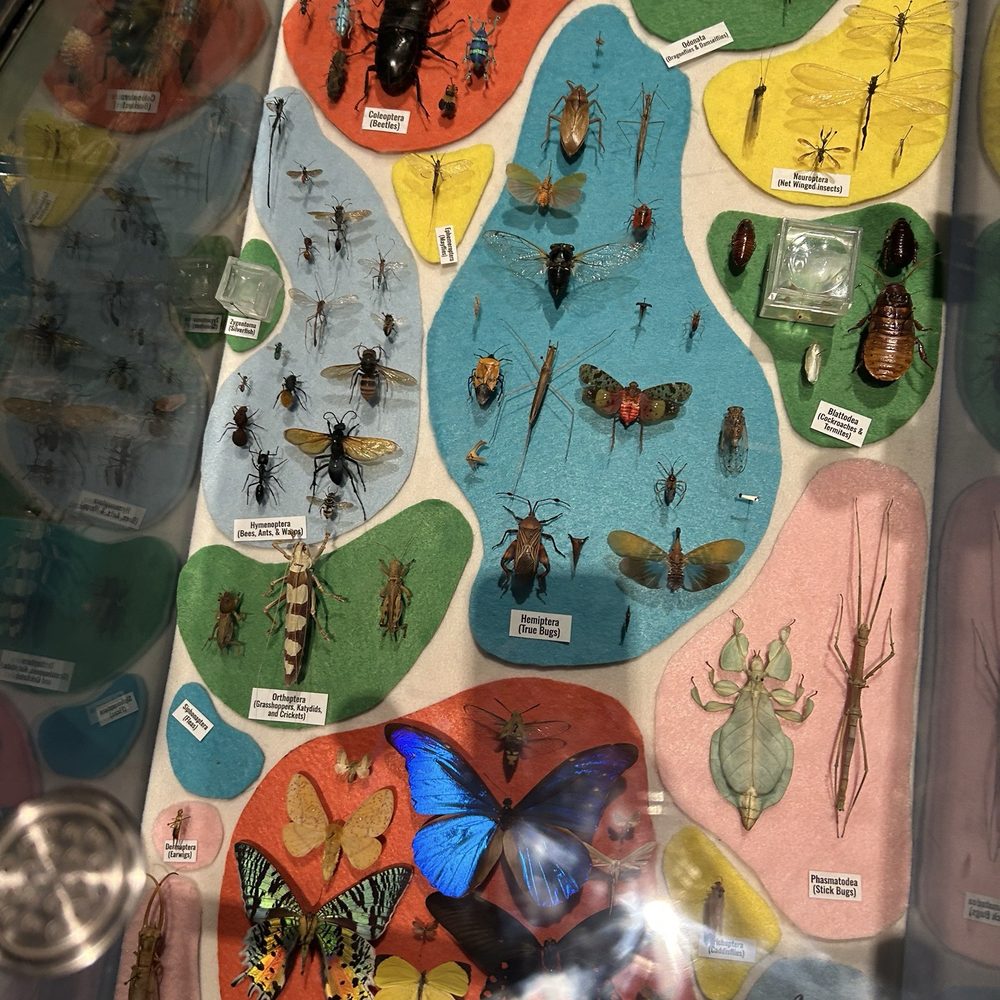 Bugs Bugs