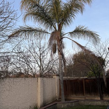 Gaspar's Landscaping Services - Before trimming - Masonry/Concrete Near Me - Concord, California