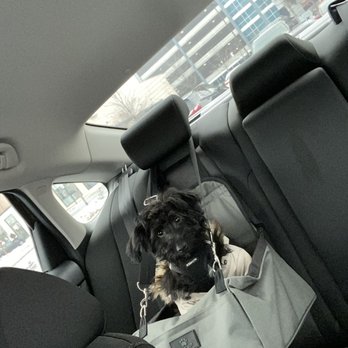 D Luxurious Paws - After his haircut & us cutting the hair out of his eyes - Pet Groomers Near Me - Baltimore, Maryland
