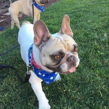 Nikki's Pet Spa - After their couples spa day. - Pet Groomers Near Me - Norco, California Nikki's Pet Spa - After their couples spa day. - Pet Groomers Near Me - Norco, California