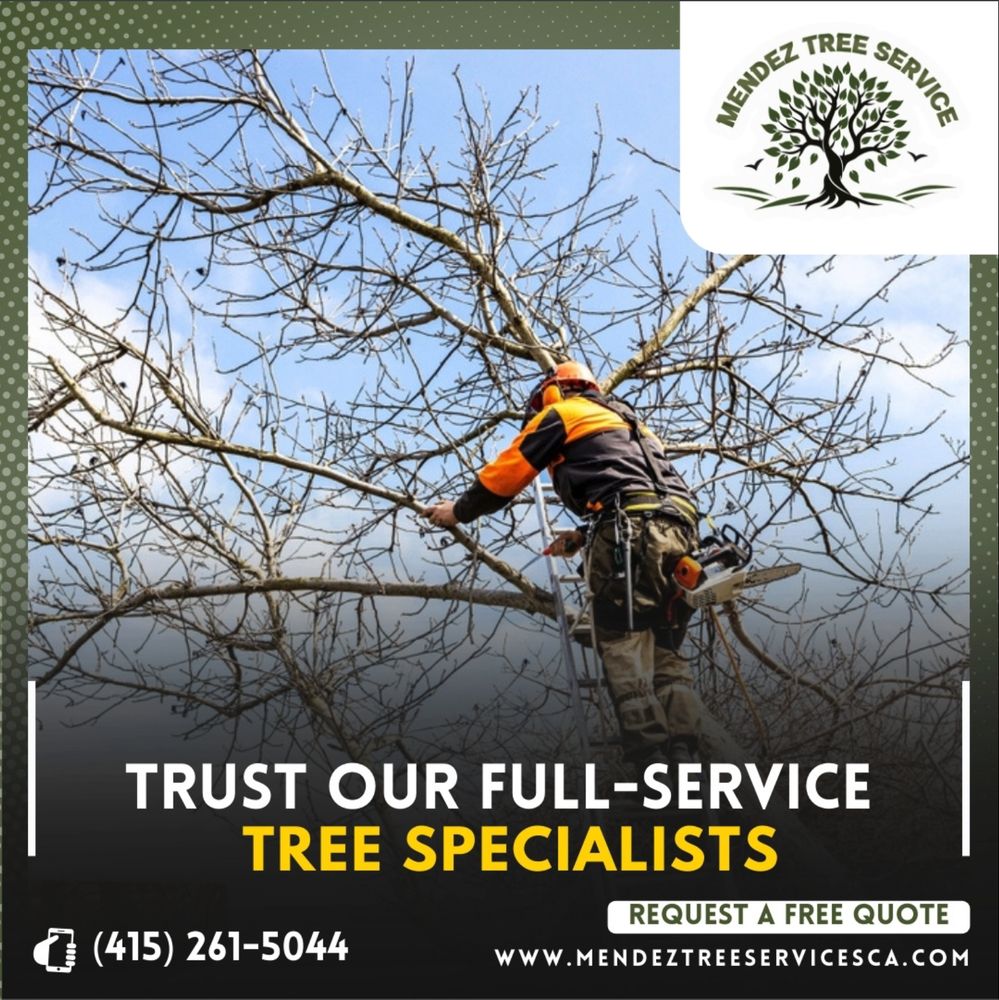 MENDEZ TREE SERVICE - Updated October 2025 - 33 Photos - Kentfield ...