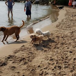 Gillson Park Dog Beach