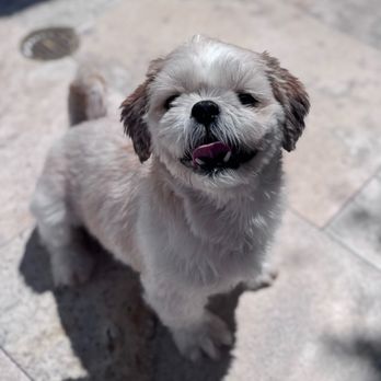 National Mill Dog Rescue - Good boy Smoosh (formerly Mushu pre-adoption) - Animal Shelters Near Me - Peyton, Colorado National Mill Dog Rescue - Good boy Smoosh (formerly Mushu pre-adoption) - Animal Shelters Near Me - Peyton, Colorado