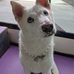 Must Love Dogs Mobile Grooming - Birdie after her bath!