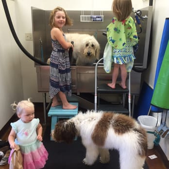 Barkberry Place - Getting our puppies pampered! - Pet Groomers Near Me - Fayetteville, Arkansas