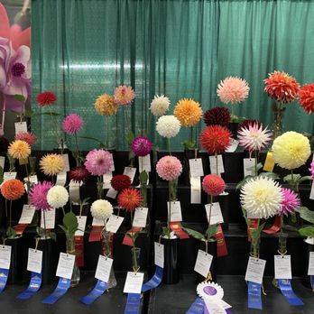 Washington State Fair - Dahlias on display, Sept. 16th 2025 - Festivals Near Me - Puyallup, Washington Washington State Fair - Dahlias on display, Sept. 16th 2025 - Festivals Near Me - Puyallup, Washington