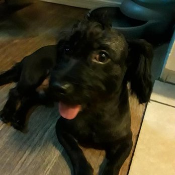 That Crazy Dog Lady - He looks GREAT ! - Pet Groomers Near Me - Glendale, Arizona That Crazy Dog Lady - He looks GREAT ! - Pet Groomers Near Me - Glendale, Arizona