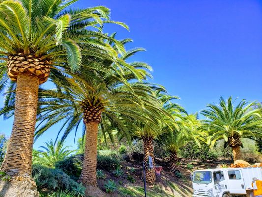 Palm Tree Services - Our palm tree services offer professional and reliable care for your palm trees, including trimming, removal, and maintenance to ensure they stay healthy and beautiful year-round. Palm Tree Services - Our palm tree services offer professional and reliable care for your palm trees, including trimming, removal, and maintenance to ensure they stay healthy and beautiful year-round.