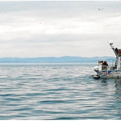 Five Star Whale Watching - Spyhopping killer whale