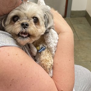 VCA ARBORETUM VIEW ANIMAL HOSPITAL - 50 Photos & 141 Reviews