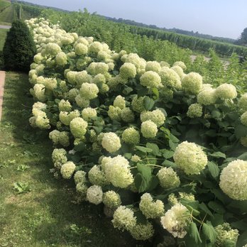 Raphael Vineyard and Winery - Beautiful flowers - Wine Tasting Room Near Me - Peconic, New York