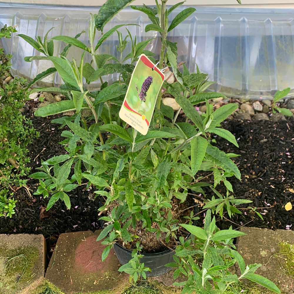 Bountiful Gardens - The butterfly bush I got today! - Flowers & Gifts Near Me - Hillsborough, New Jersey Bountiful Gardens - The butterfly bush I got today! - Flowers & Gifts Near Me - Hillsborough, New Jersey
