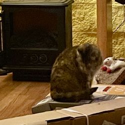 Karen's Critter Care of Colorado - Bella on a box