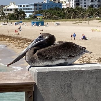 Pompano Beach Pier - Pelican - Local Flavor Near Me - Pompano Beach, Florida Pompano Beach Pier - Pelican - Local Flavor Near Me - Pompano Beach, Florida