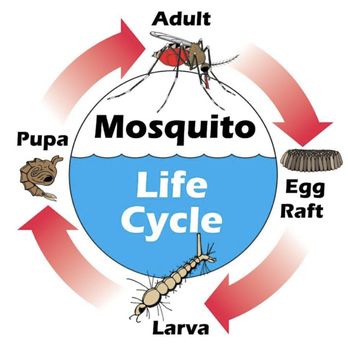 Pest Arrest - Pest Control Near Me - Spring, Texas Pest Arrest - Pest Control Near Me - Spring, Texas