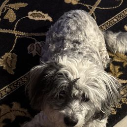 Dottie- before