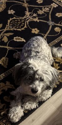 The Dog House by null