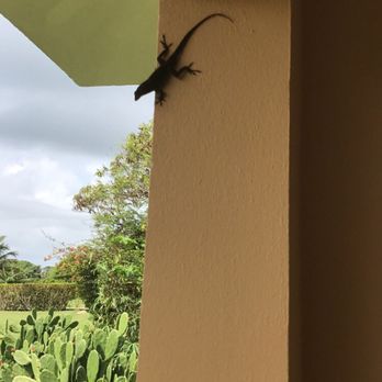 Blue Horizon Boutique Resort - Lizard. - Hotels Near Me - Vieques, Puerto Rico Blue Horizon Boutique Resort - Lizard. - Hotels Near Me - Vieques, Puerto Rico