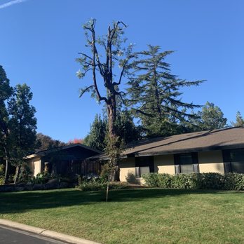 Mid-Valley Tree Service - After - Tree Services Near Me - Fresno, California Mid-Valley Tree Service - After - Tree Services Near Me - Fresno, California