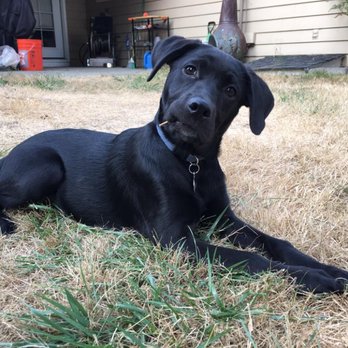 Shoreline Veterinary Hospital - Veterinarians Near Me - Shoreline, Washington Shoreline Veterinary Hospital - Veterinarians Near Me - Shoreline, Washington