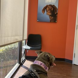 Sophie waiting in an exam room. Nice natural light!