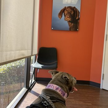 CityVet - Addison - Sophie waiting in an exam room. Nice natural light! - Veterinarians Near Me - Dallas, Texas