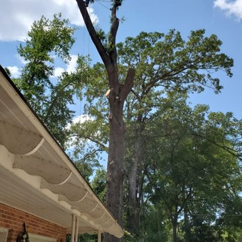 East TX Land Solutions - Tree with most limbs gone - Tree Services Near Me - Overton, Texas
