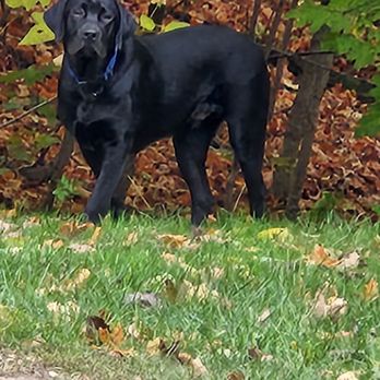 North Woods Labrador Retrievers - 7 month old black lab. Beautiful best friend. - Pet Adoption Near Me - Petoskey, Michigan North Woods Labrador Retrievers - 7 month old black lab. Beautiful best friend. - Pet Adoption Near Me - Petoskey, Michigan