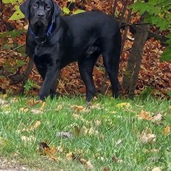 North Woods Labrador Retrievers - 7 month old black lab. Beautiful best friend.