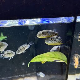 Puffer