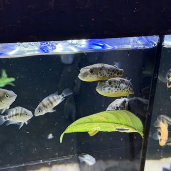 360 Aquatic - Puffer - Local Fish Stores Near Me - Houston, Texas