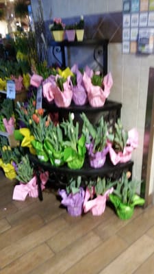 The Fresh Market by null