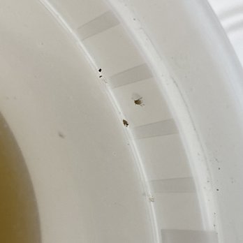 Hot Wok Cafe - BUGS - Chinese Near Me - San Mateo, California Hot Wok Cafe - BUGS - Chinese Near Me - San Mateo, California