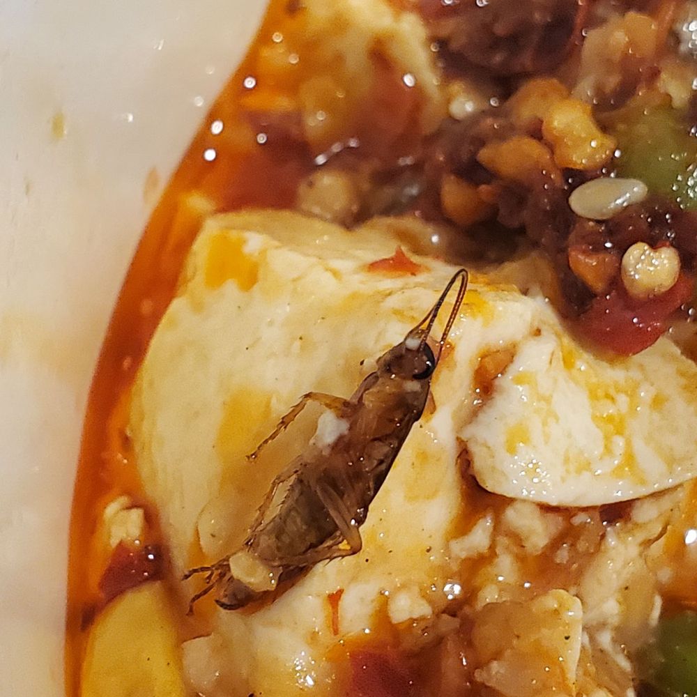 Authentic LanZhou Handpulled Noodles - Roach in mapo tofu. You can see the antennae and the eyes and the legs here. - Noodles Near Me - Philadelphia, Pennsylvania Authentic LanZhou Handpulled Noodles - Roach in mapo tofu. You can see the antennae and the eyes and the legs here. - Noodles Near Me - Philadelphia, Pennsylvania