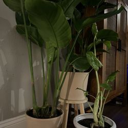 Present Perfect - Perfect pots for my birds of paradise.