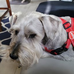 Our Charlie dog. He's 13 and he's the best pup! Our Charlie dog. He's 13 and he's the best pup!