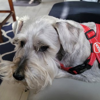 The Gray Dog - Our Charlie dog. He's 13 and he's the best pup! - Pet Groomers Near Me - St. George, Utah The Gray Dog - Our Charlie dog. He's 13 and he's the best pup! - Pet Groomers Near Me - St. George, Utah