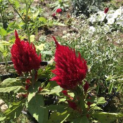 Hoenes Farms - Flowers