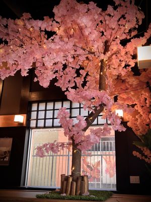 The Cove Sushi & Oyster Bar by null