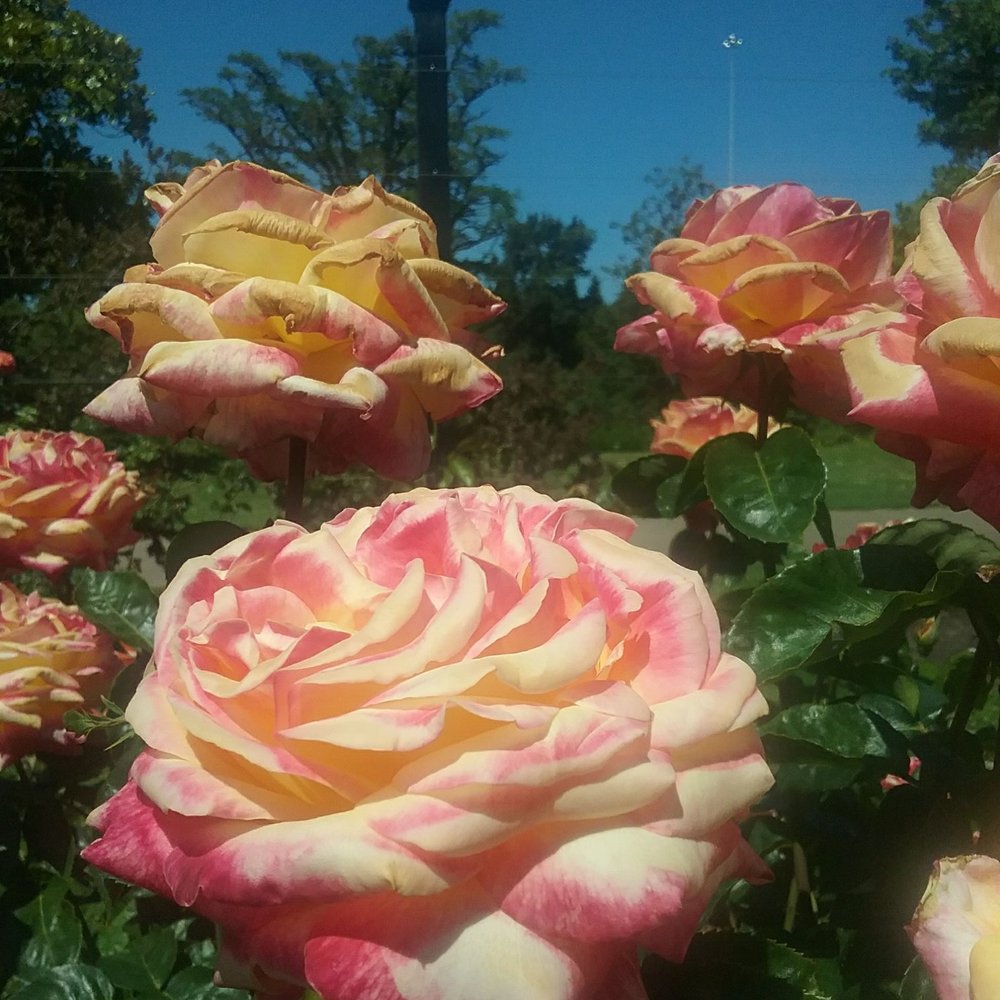 Owen Rose Garden - Parks Near Me - Eugene, Oregon Owen Rose Garden - Parks Near Me - Eugene, Oregon