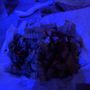 Harold's Chicken & Ice Bar - Duluth