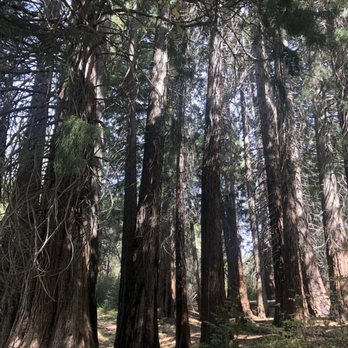 Heaps Peak Arboretum  - Only sequoia grove in San Bernadino. - Botanical Gardens Near Me - Lake Arrowhead, California