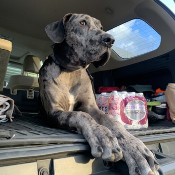 OffLeash SoCal - Havoc in the 4runner just chillinnnnn! - Pet Training Near Me - Santa Monica, California OffLeash SoCal - Havoc in the 4runner just chillinnnnn! - Pet Training Near Me - Santa Monica, California