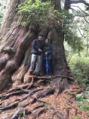 Meares Island by null