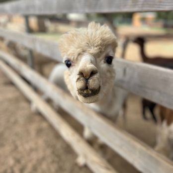 Hazard Alpacas - Attraction Farms Near Me - Jamul, California Hazard Alpacas - Attraction Farms Near Me - Jamul, California