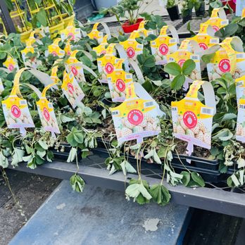 Lowe's Home Improvement - Strawberry pots - Hardware Stores Near Me - Milwaukie, Oregon